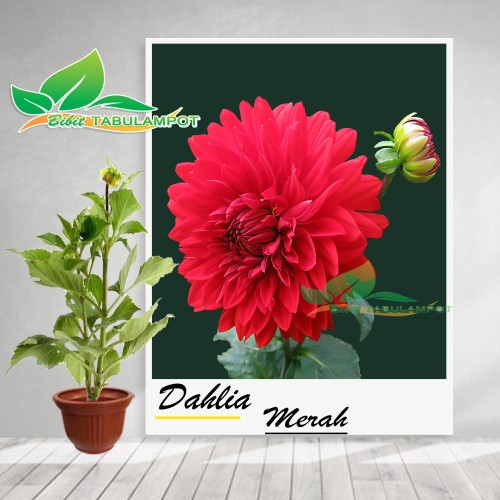 Detail Bunga Dahlia Merah Nomer 34