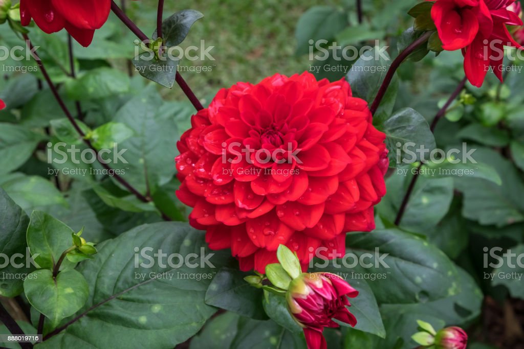 Detail Bunga Dahlia Merah Nomer 38