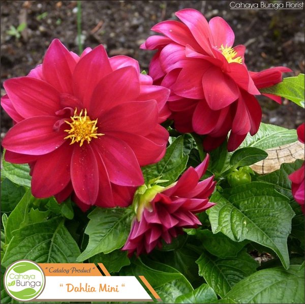 Detail Bunga Dahlia Merah Nomer 5