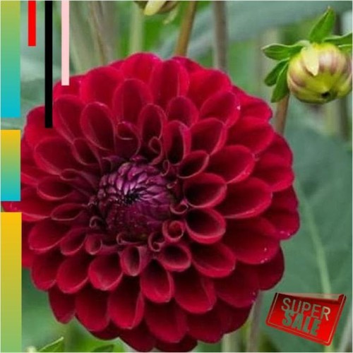 Detail Bunga Dahlia Merah Nomer 6