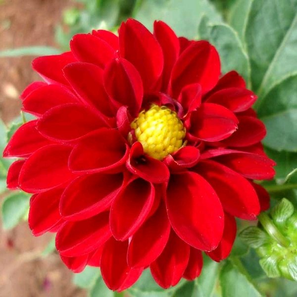 Detail Bunga Dahlia Merah Nomer 7