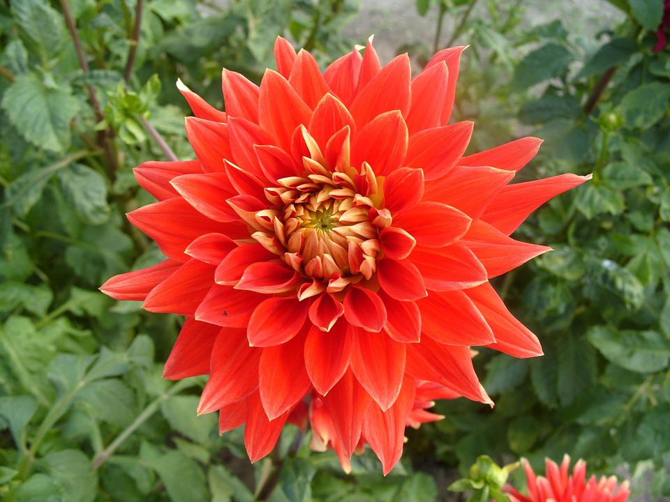 Detail Bunga Dahlia Merah Nomer 10