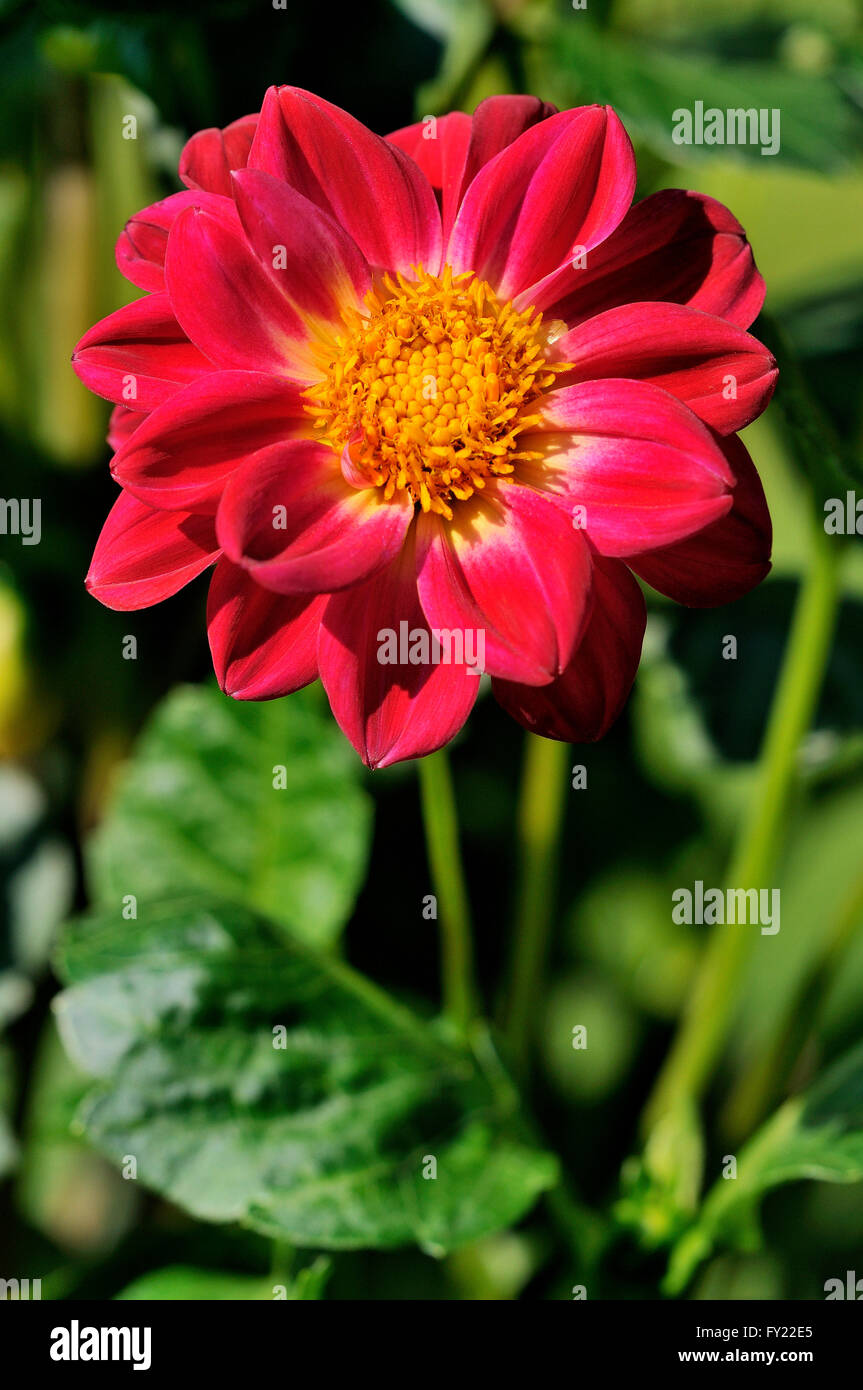 Detail Bunga Dahlia Pinnata Nomer 14