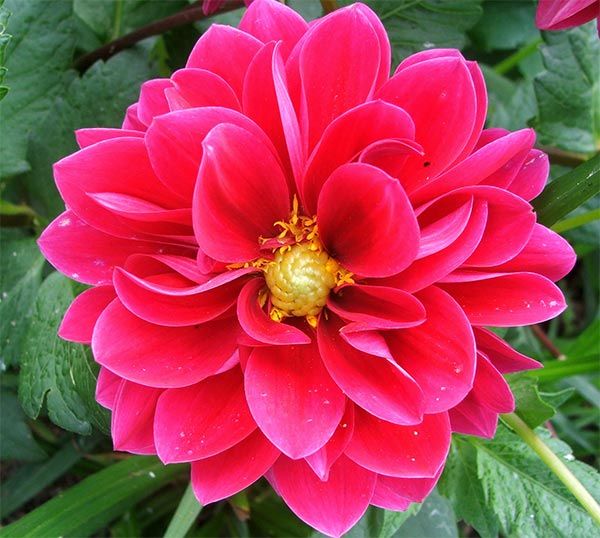 Detail Bunga Dahlia Pinnata Nomer 17