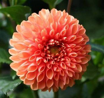 Detail Bunga Dahlia Pinnata Nomer 22