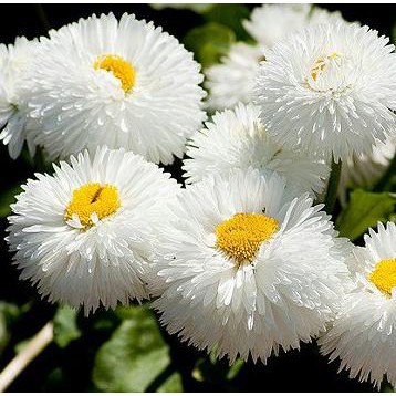 Detail Bunga Daisy Putih Nomer 11