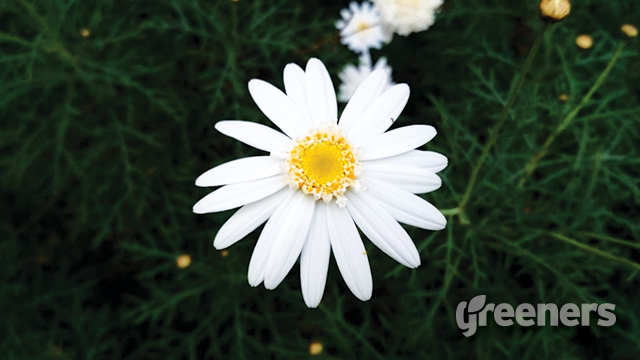 Detail Bunga Daisy Putih Nomer 16