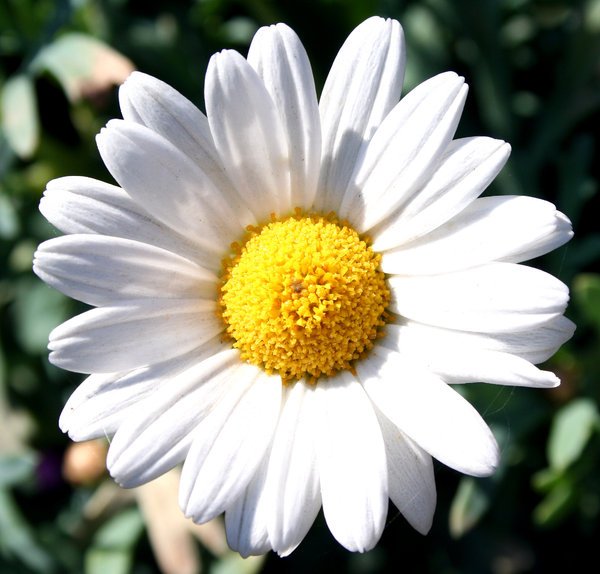 Detail Bunga Daisy Putih Nomer 29