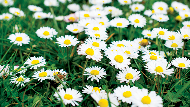 Detail Bunga Daisy Putih Nomer 4