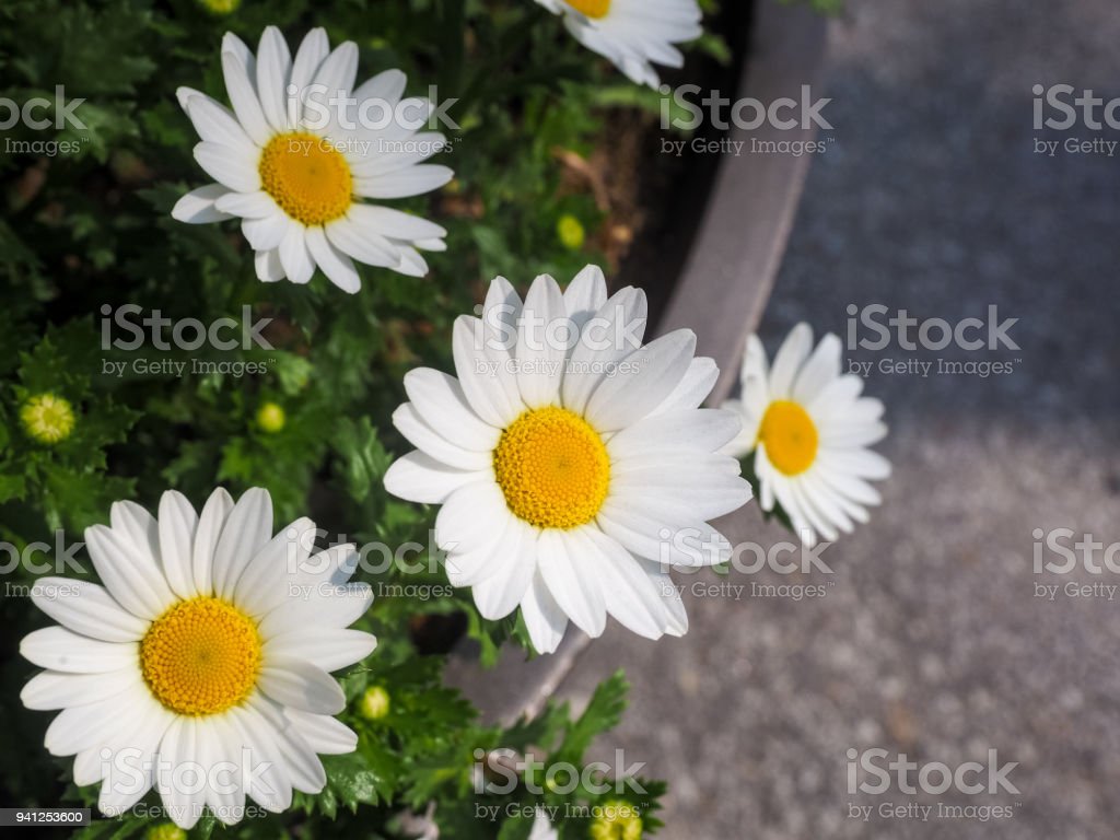 Detail Bunga Daisy Putih Nomer 38