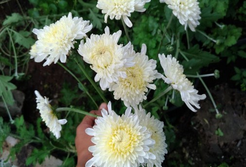 Detail Bunga Daisy Putih Nomer 42