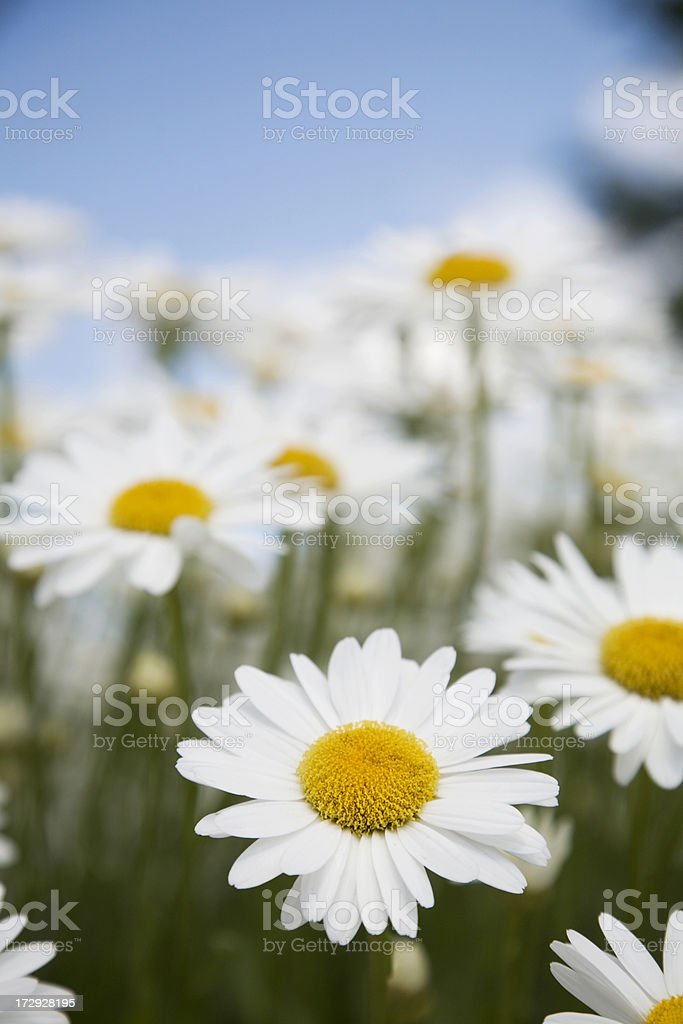 Detail Bunga Daisy Putih Nomer 48