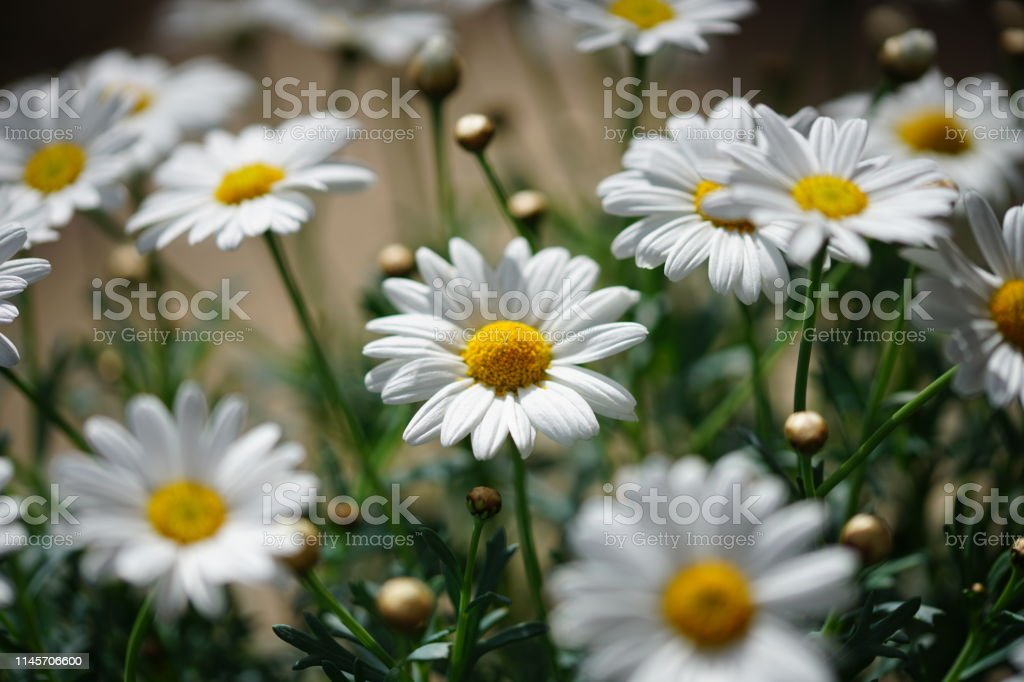 Detail Bunga Daisy Putih Nomer 51