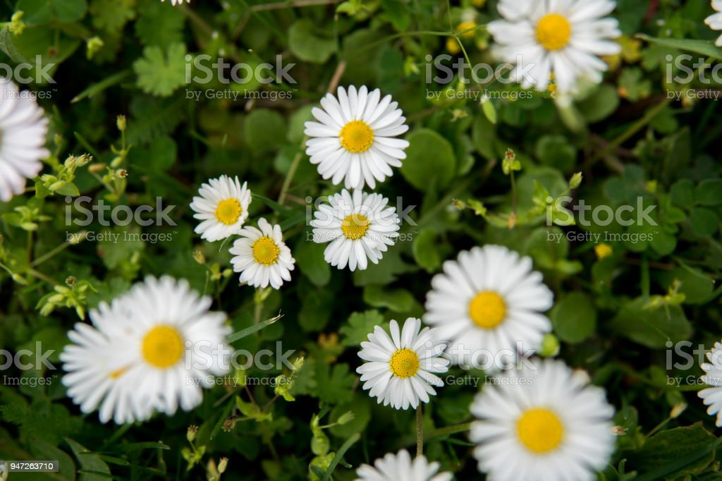 Detail Bunga Daisy Putih Nomer 53