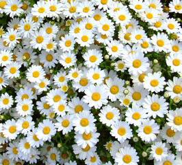 Detail Bunga Daisy Putih Wallpaper Nomer 31