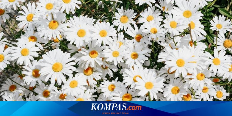 Detail Bunga Daisy Putih Wallpaper Nomer 33