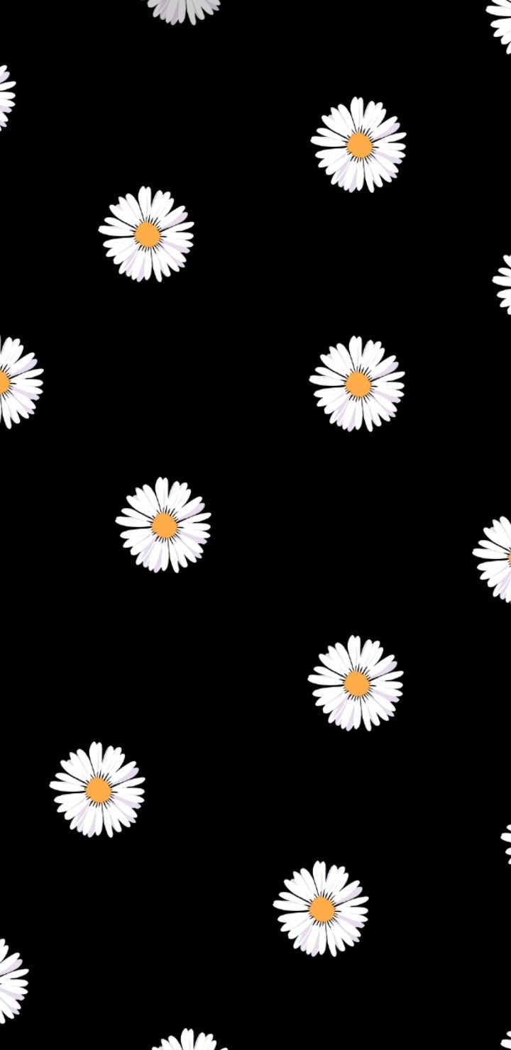 Detail Bunga Daisy Wallpaper Nomer 3