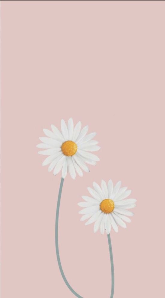 Detail Bunga Daisy Wallpaper Nomer 23