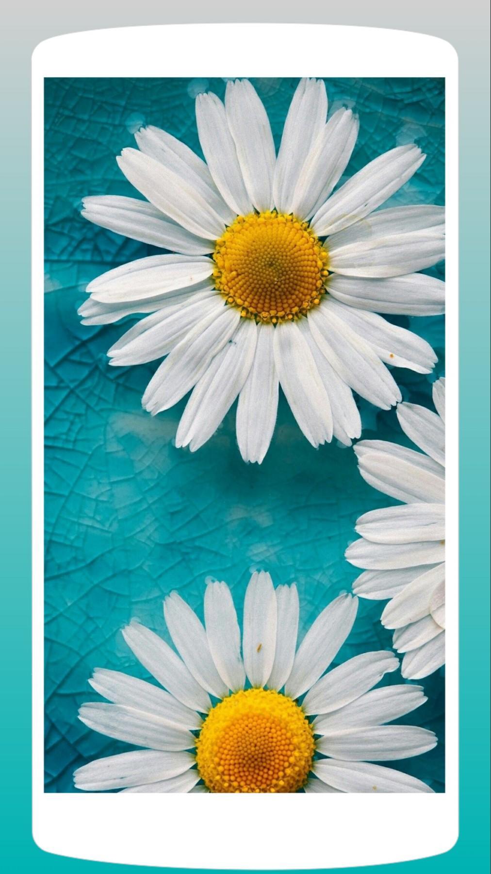 Detail Bunga Daisy Wallpaper Nomer 52