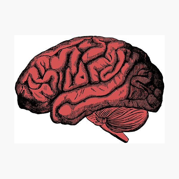 Detail Gehirn Gemalt Nomer 15