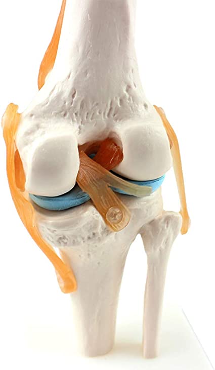 Detail Knie Anatomie 3d Nomer 18