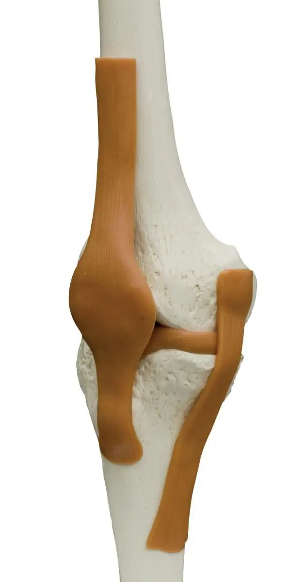 Detail Knie Anatomie 3d Nomer 22