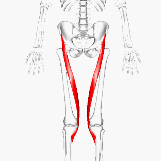 Detail Knie Anatomie 3d Nomer 7