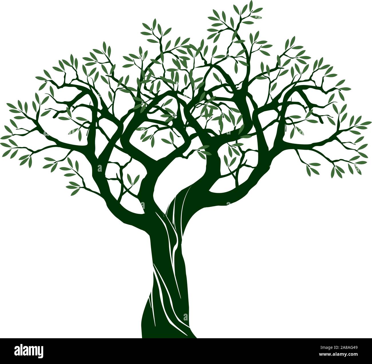 Detail Olive Tree Vector Nomer 11