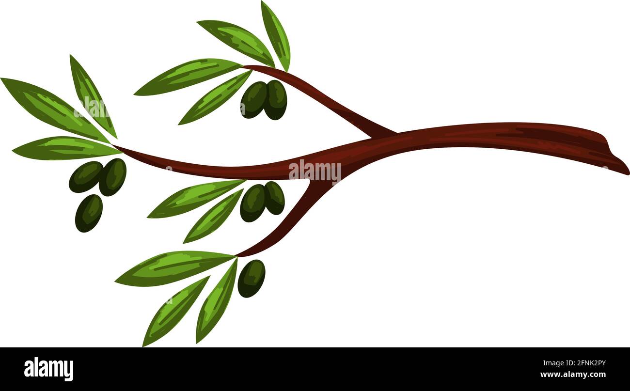 Detail Olive Tree Vector Nomer 5