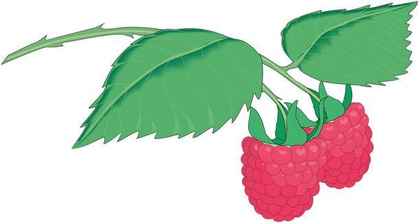 Detail Raps Botanisch Nomer 10