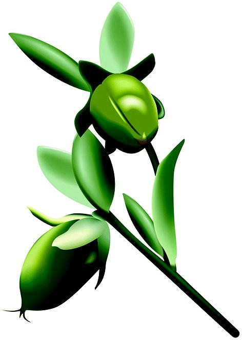 Detail Raps Botanisch Nomer 17