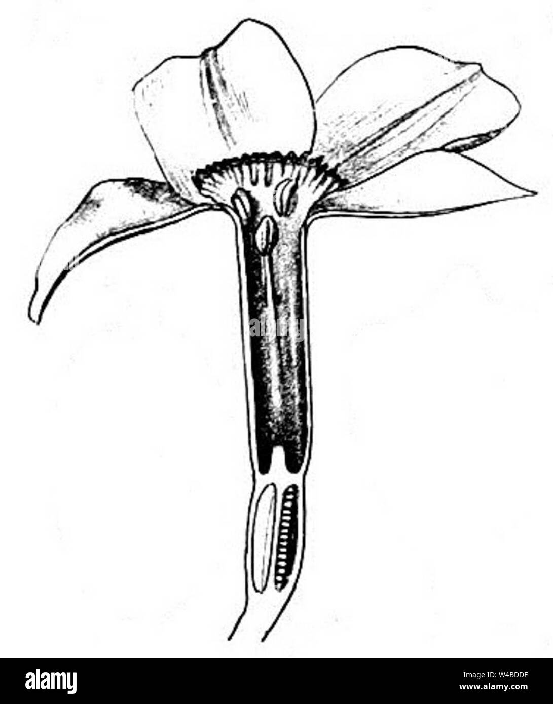 Detail Raps Botanisch Nomer 20
