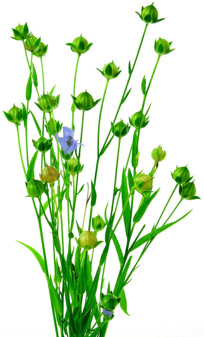 Detail Raps Botanisch Nomer 3