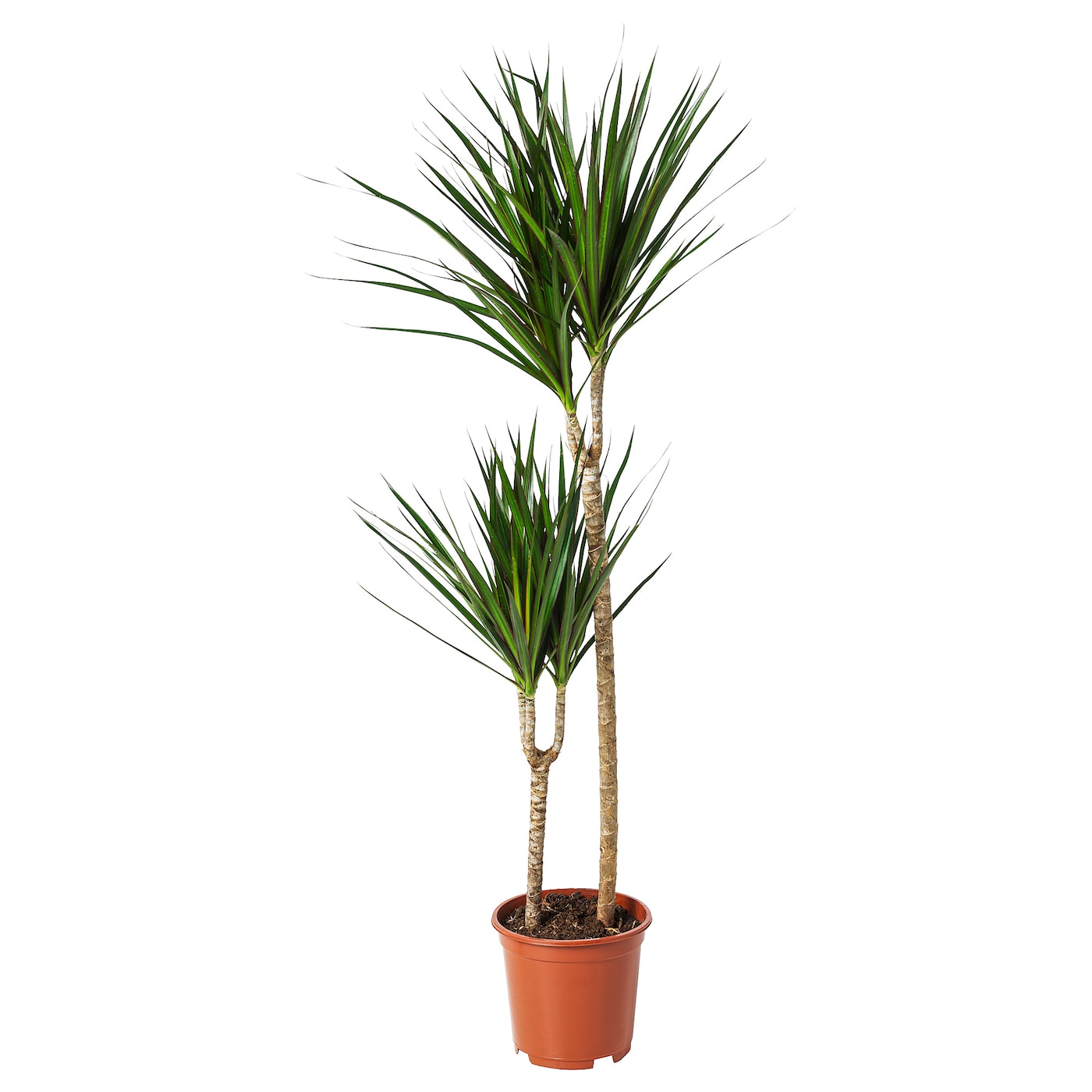 Areca Palme Ikea - KibrisPDR