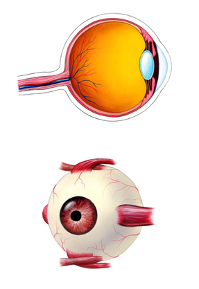 Detail Fovea Centralis Auge Nomer 7
