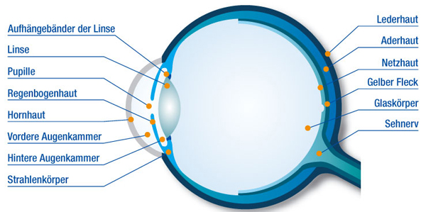Detail Fovea Centralis Auge Nomer 8