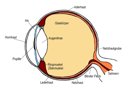 Detail Fovea Centralis Auge Nomer 9