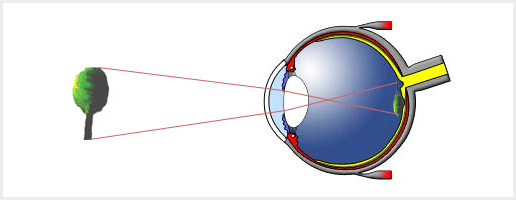 Detail Fovea Centralis Auge Nomer 10