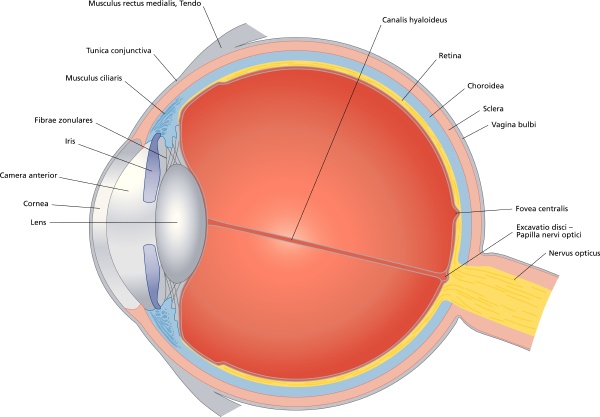 Detail Fovea Centralis Auge Nomer 11