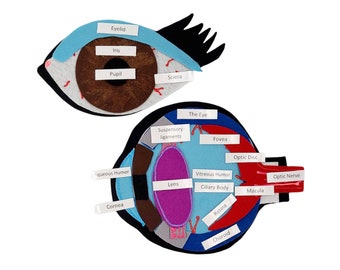 Detail Fovea Centralis Auge Nomer 12