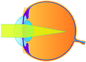 Detail Fovea Centralis Auge Nomer 14