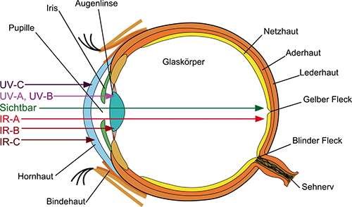 Detail Fovea Centralis Auge Nomer 15