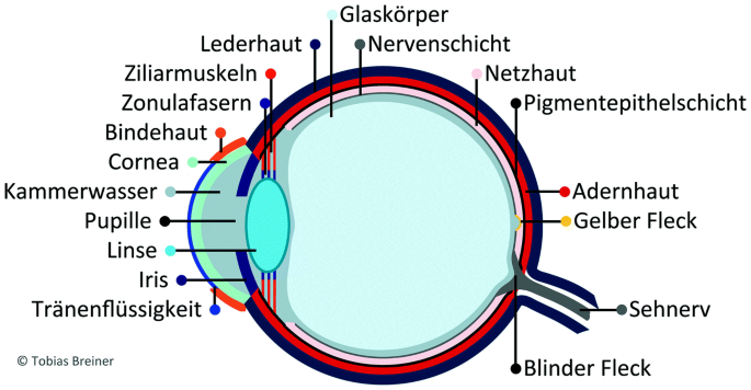Detail Fovea Centralis Auge Nomer 17
