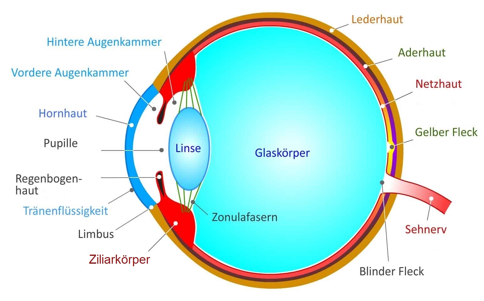 Detail Fovea Centralis Auge Nomer 18