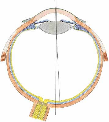 Detail Fovea Centralis Auge Nomer 20
