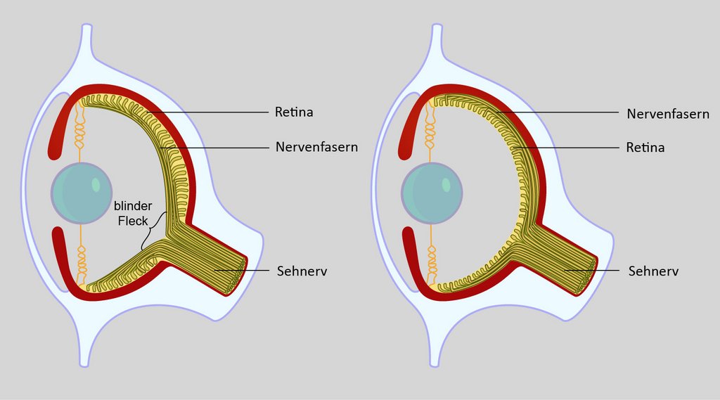 Detail Fovea Centralis Auge Nomer 21