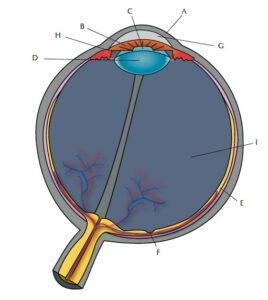 Detail Fovea Centralis Auge Nomer 2