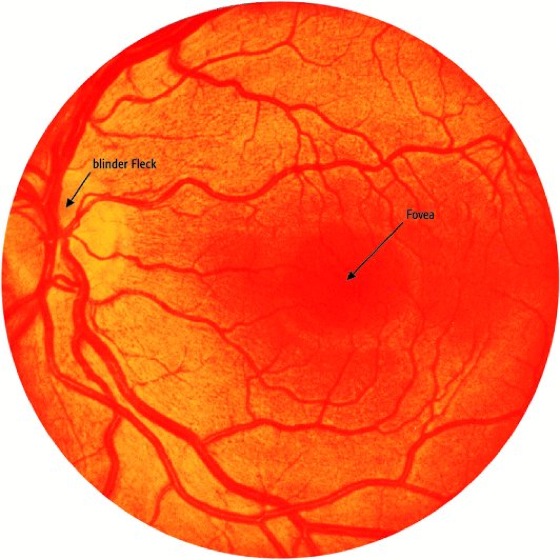 Detail Fovea Centralis Auge Nomer 3