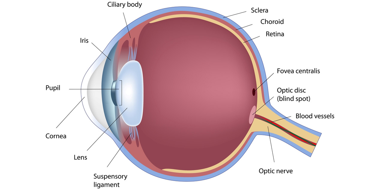 Detail Fovea Centralis Auge Nomer 4