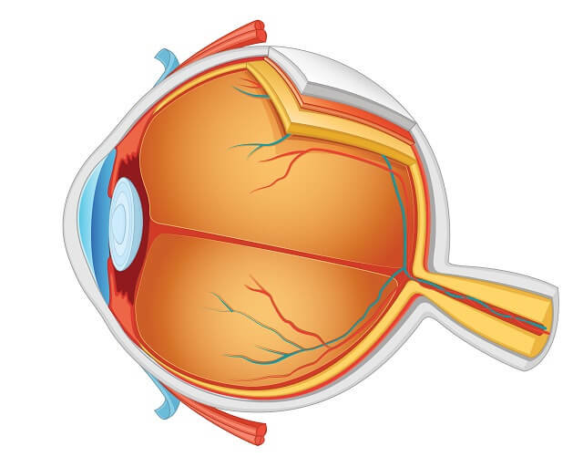 Detail Fovea Centralis Auge Nomer 5